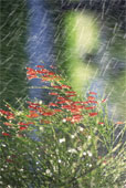 rain fall3.jpg