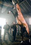 Warhorse1.jpg